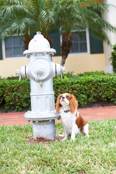 Puppy Potty Training Milwaukee