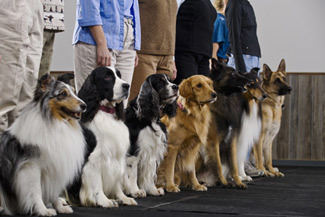 Dog Training Classes Milwaukee