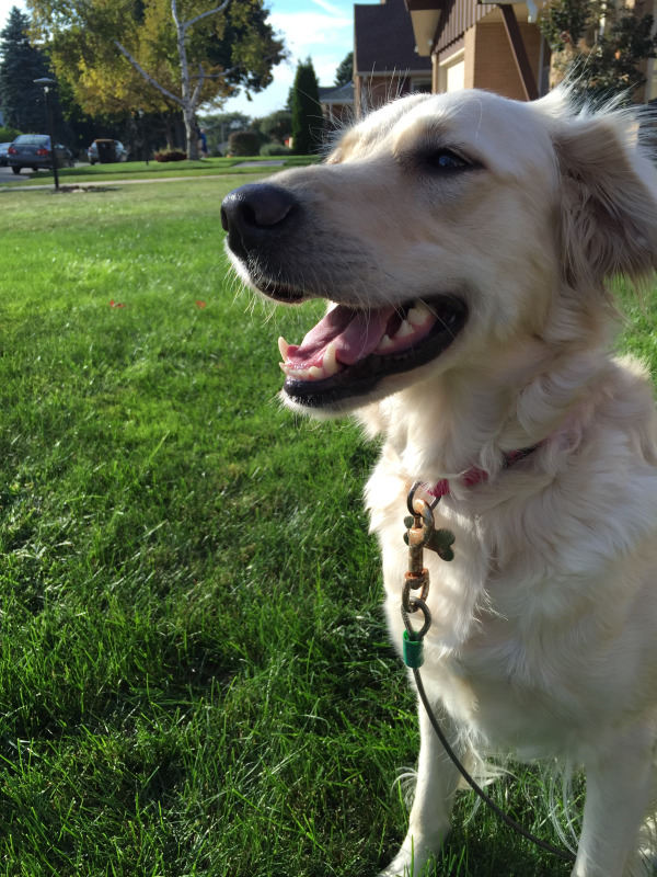 Dog Trainer Wauwatosa