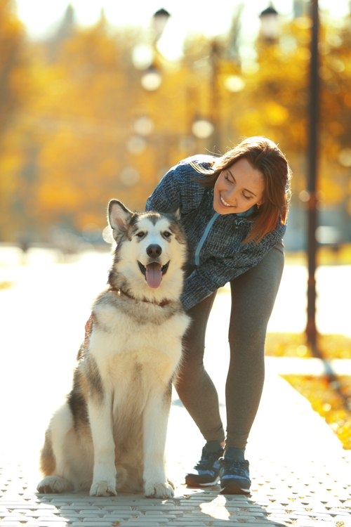 Successful Milwaukee dog obedience training classes