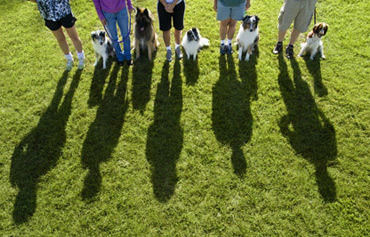 Group dog training Milwaukee