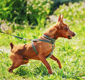 Reactive dog training classes Milwaukee, WI