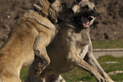 behavior modification training for dogs