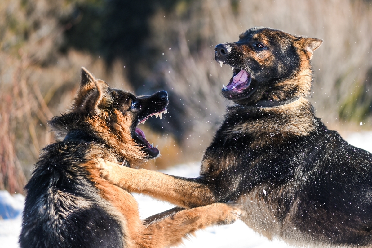 behavior modification dog training